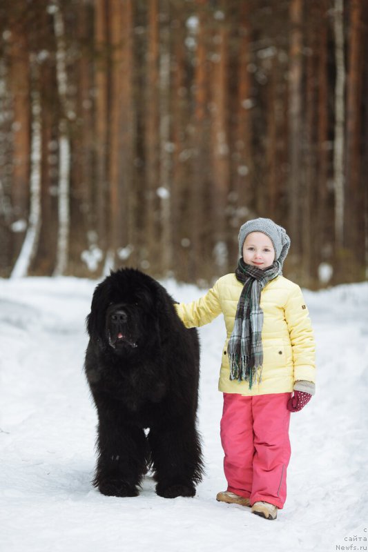 Фото: ньюфаундленд Акватория Келвин Фром Сибириа эт Каюга (Aquatoriya Kelvin From Siberia at Cayuga)