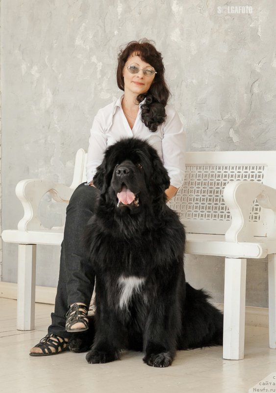 Фото: ньюфаундленд Малая Медведица из Племени Кедра, Татьяна Нестерова