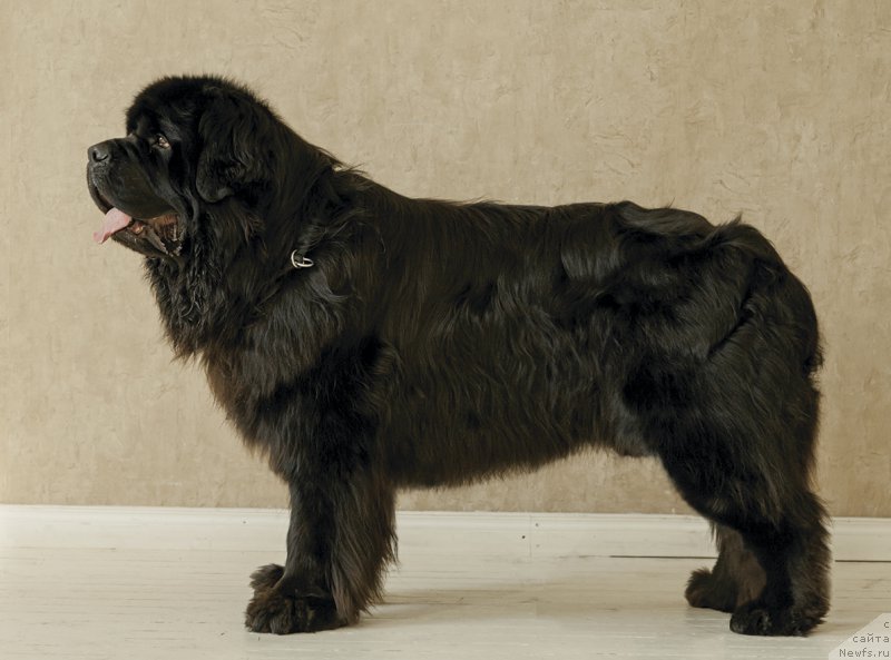 Фотография № 222718