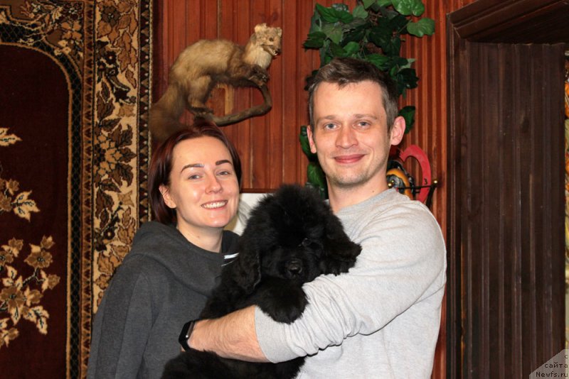 Фото: ньюфаундленд Браунблад MCК Лави Нэман (Brownblood MSK Lavy Neman)