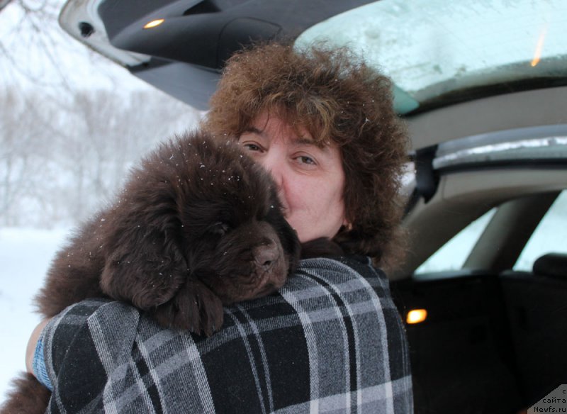 Фото: ньюфаундленд Браунблад МСК Ларчи Ардон (Brownblood MSK Larchie Ardon)