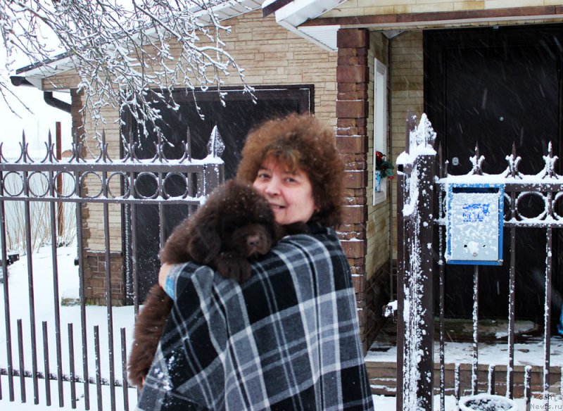 Фото: ньюфаундленд Браунблад МСК Ларчи Ардон (Brownblood MSK Larchie Ardon)