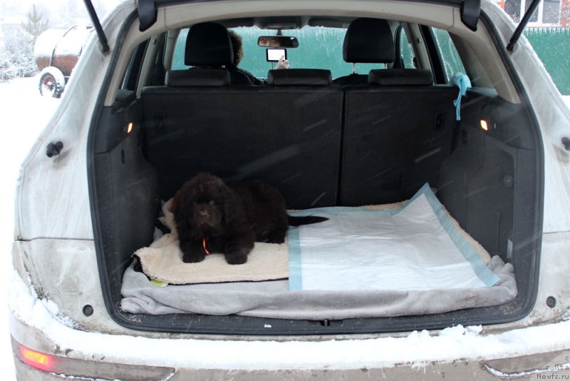 Фото: ньюфаундленд Браунблад МСК Ларчи Ардон (Brownblood MSK Larchie Ardon)