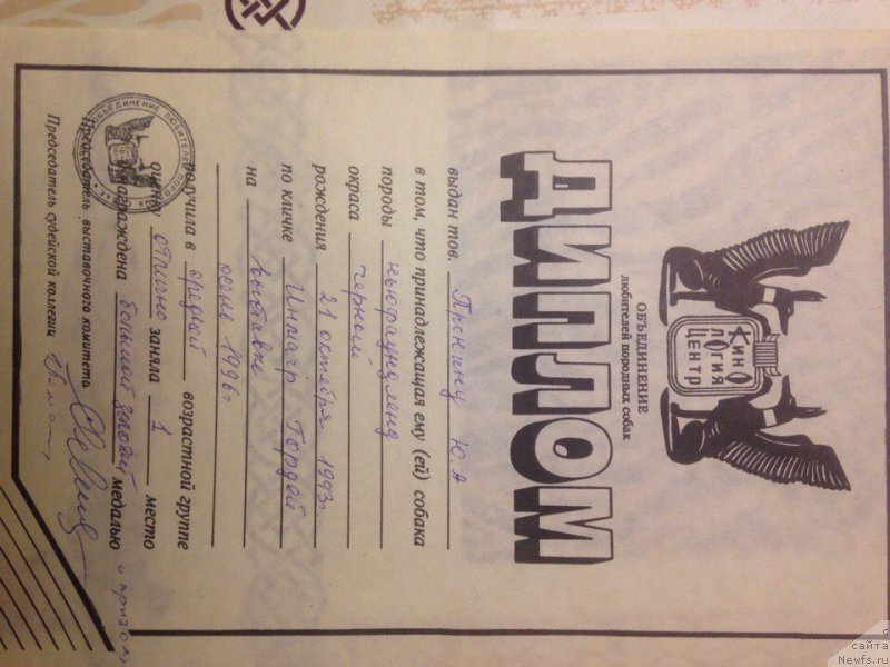 Фото: ньюфаундленд Инмагр Гордей