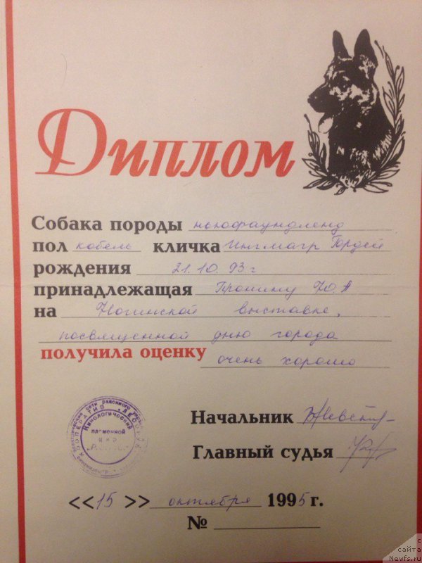 Фото: ньюфаундленд Инмагр Гордей