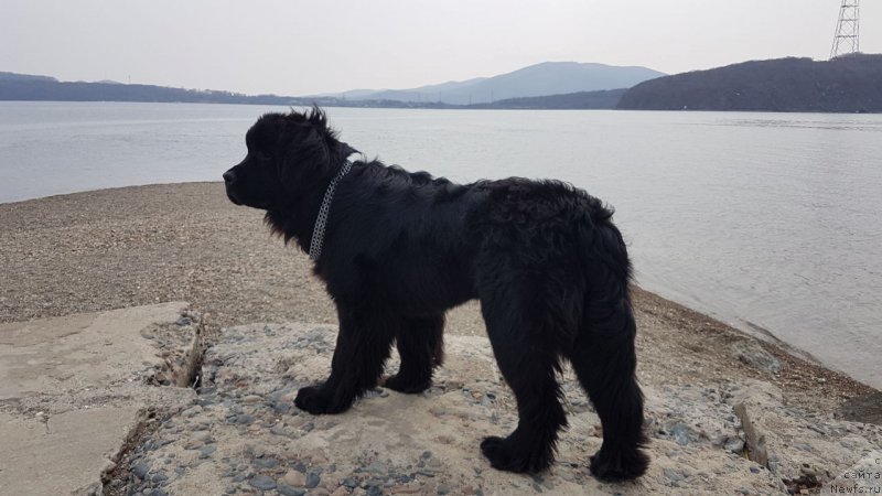 Фото: ньюфаундленд Талисман Моря Корвет (Talisman Morya Korvet)