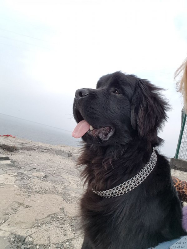 Фото: ньюфаундленд Талисман Моря Корвет (Talisman Morya Korvet)