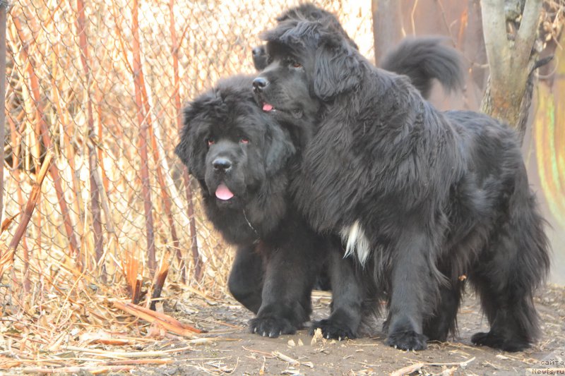 Фото: ньюфаундленд Талисман Моря Ла-Валетта, ньюфаундленд Талисман Моря Мишель