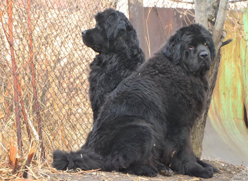 Фото: ньюфаундленд Талисман Моря Магия Волн, ньюфаундленд Талисман Моря Ла-Валетта
