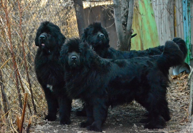 Фото: ньюфаундленд Талисман Моря Ла-Валетта, ньюфаундленд Талисман Моря Мишель, ньюфаундленд Талисман Моря Магия Волн