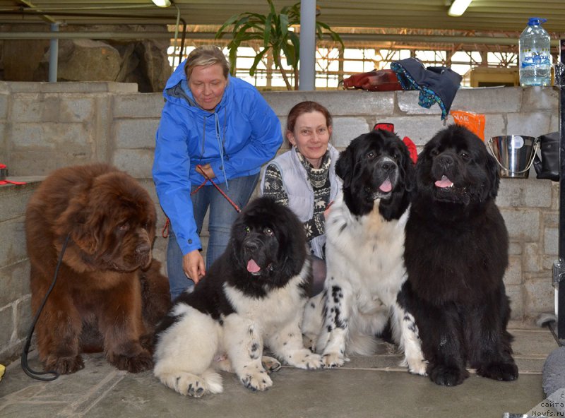 Фото: ньюфаундленд Браунблад МСК Велес Алистер (Brownblood MSK Veles Alister), ньюфаундленд Супер Бизон Тагор, ньюфаундленд Моон Броок Дакота (Moon Brook Dakota), ньюфаундленд Моон Броок Дарк Хорсе (Moon Brook Dark Horse)