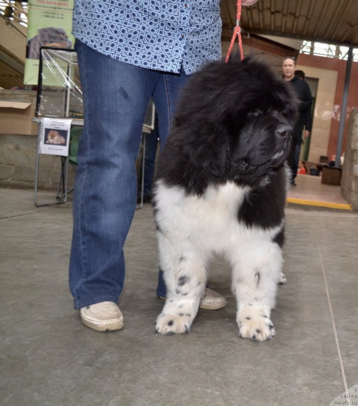 Фотография № 222743