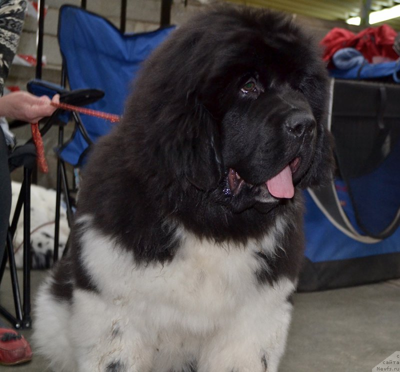 Фотография № 222744