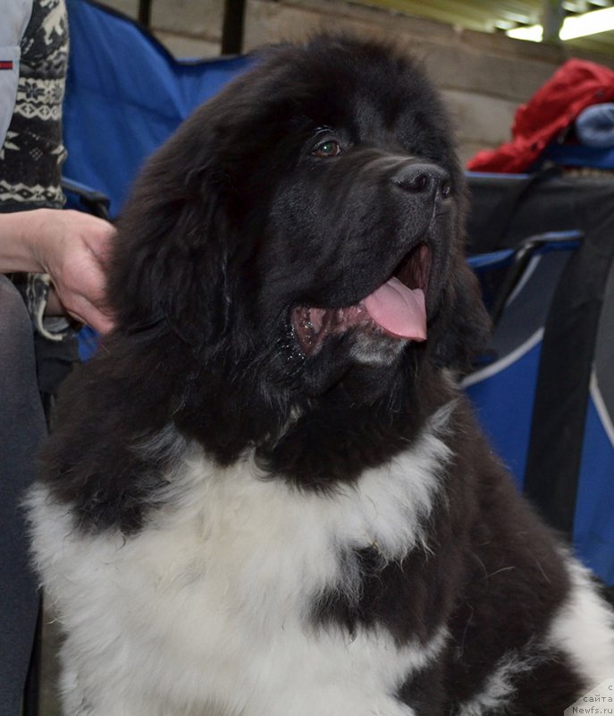 Фото: ньюфаундленд Супер Бизон Тагор
