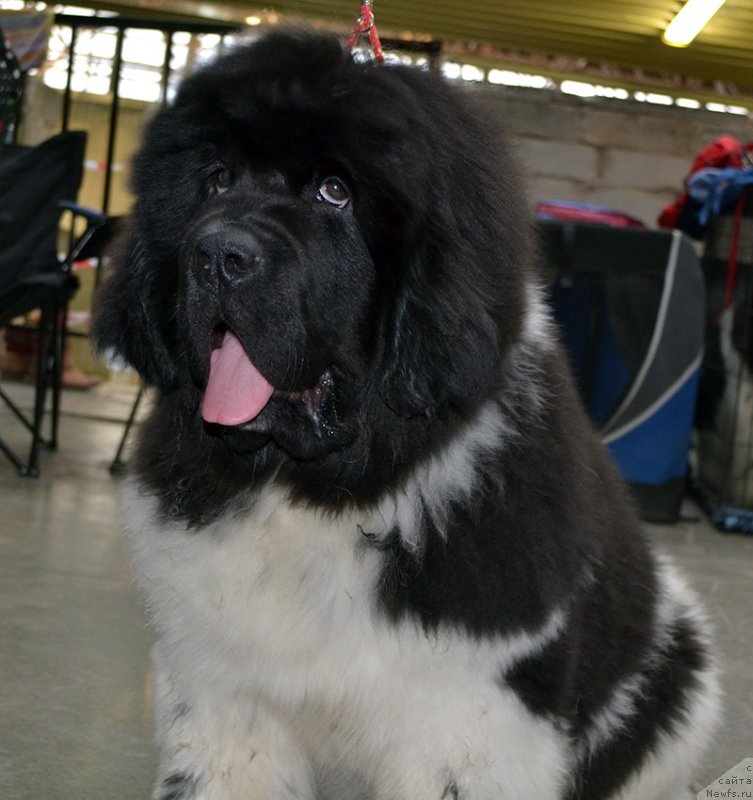 Фото: ньюфаундленд Супер Бизон Тагор