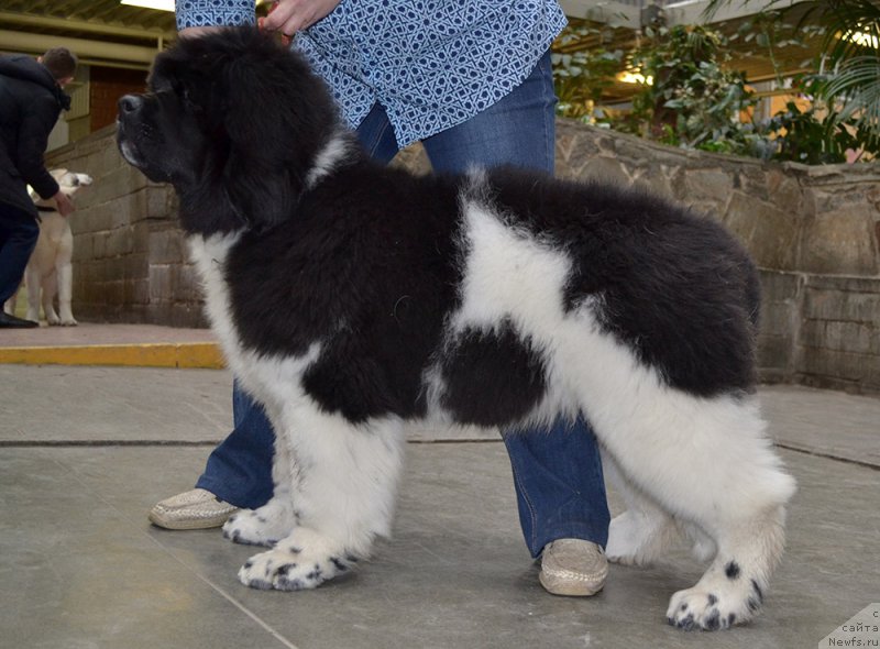 Фото: ньюфаундленд Супер Бизон Тагор