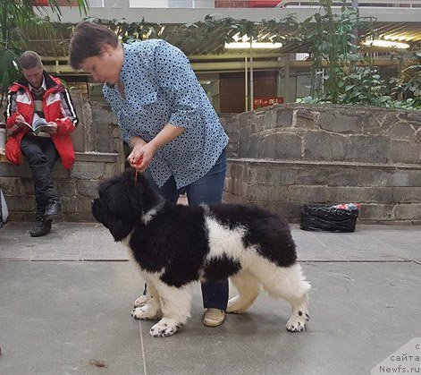 Фото: ньюфаундленд Супер Бизон Тагор