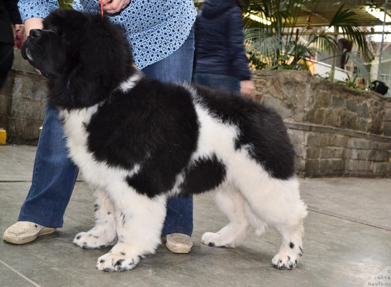 Фото: ньюфаундленд Супер Бизон Тагор