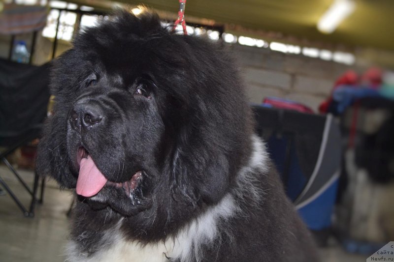 Фото: ньюфаундленд Супер Бизон Тагор