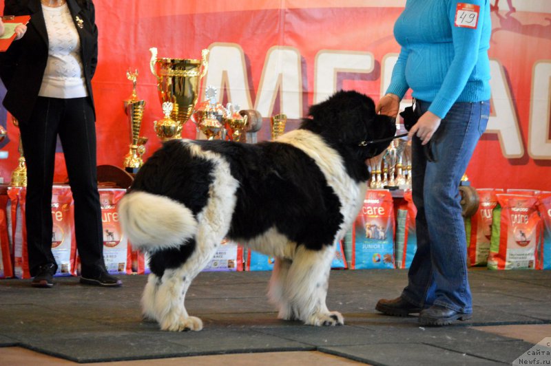 Фотография № 222763