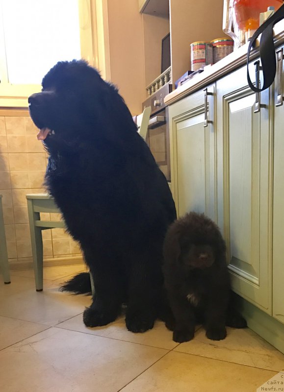 Фото: ньюфаундленд Браунблад МСК Ларчи Ардон (Brownblood MSK Larchie Ardon), ньюфаундленд Чарльз Балу Блек Биар