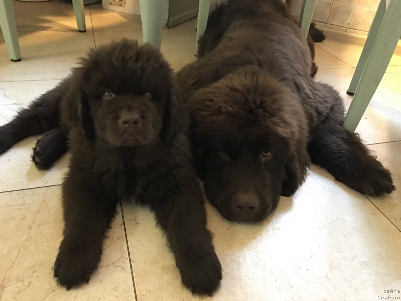 Фото: ньюфаундленд Браунблад МСК Ларчи Ардон (Brownblood MSK Larchie Ardon), ньюфаундленд Браунблад МСК Ауди Рэд Лэсс (Brownblood MSK Audi Red Less)