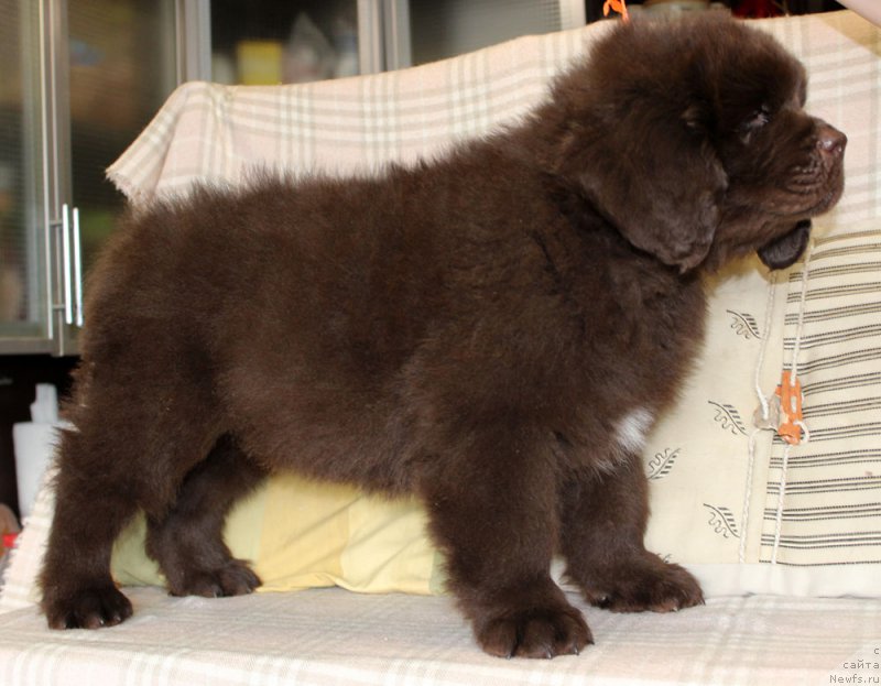 Фотография № 222772