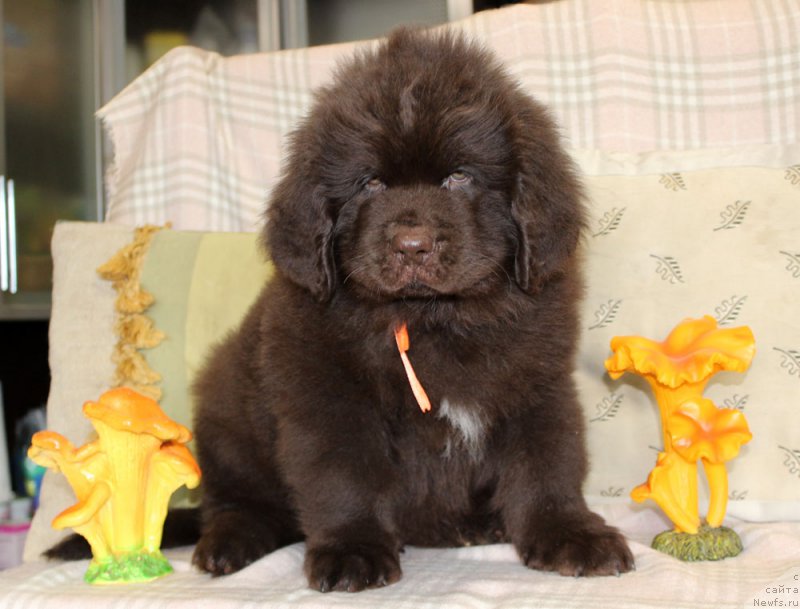 Фотография № 222773