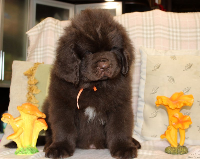 Фотография № 222774