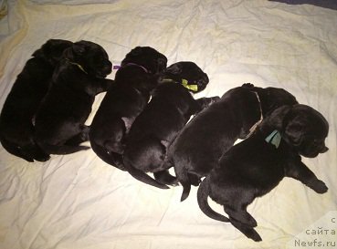 Фото: ньюфаундленд Ньюфорт Бавария