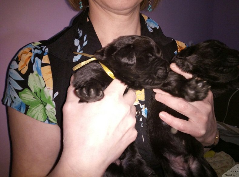 Фото: ньюфаундленд Ньюфорт Бавария