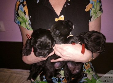 Фото: ньюфаундленд Ньюфорт Бавария