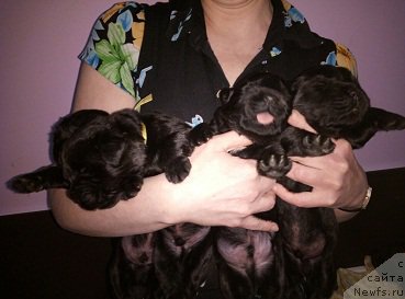 Фото: ньюфаундленд Ньюфорт Бавария