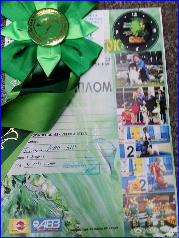 Фото: ньюфаундленд Браунблад МСК Велес Алистер (Brownblood MSK Veles Alister)