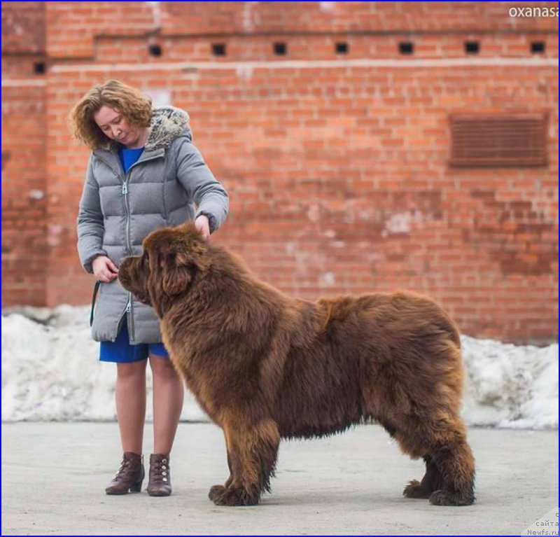 Фото: ньюфаундленд Браунблад МСК Велес Алистер (Brownblood MSK Veles Alister)