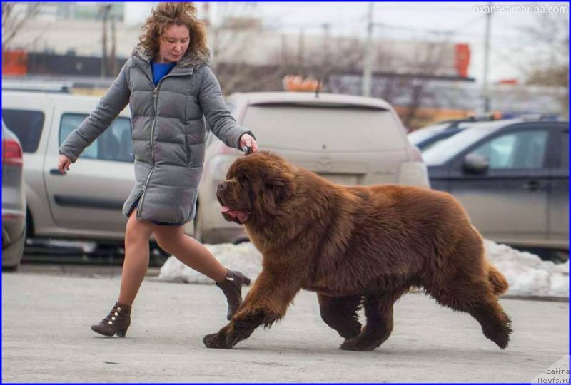 Фото: ньюфаундленд Браунблад МСК Велес Алистер (Brownblood MSK Veles Alister)