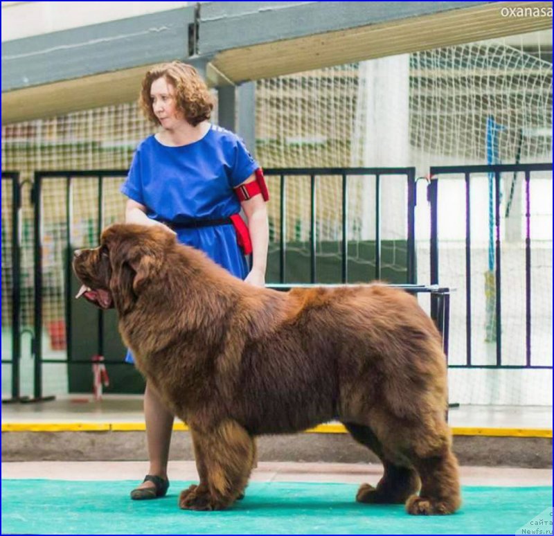 Фото: ньюфаундленд Браунблад МСК Велес Алистер (Brownblood MSK Veles Alister)
