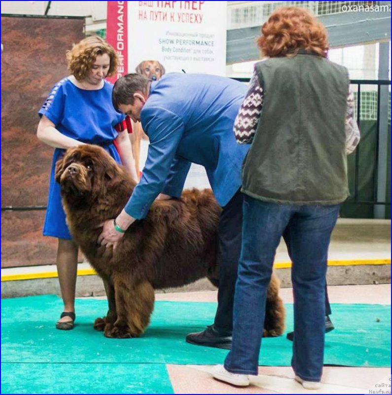 Фото: ньюфаундленд Браунблад МСК Велес Алистер (Brownblood MSK Veles Alister)