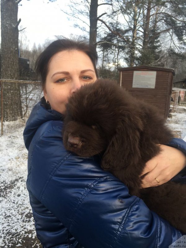 Фото: ньюфаундленд Браунблад МСК Ларчи Ардон (Brownblood MSK Larchie Ardon)