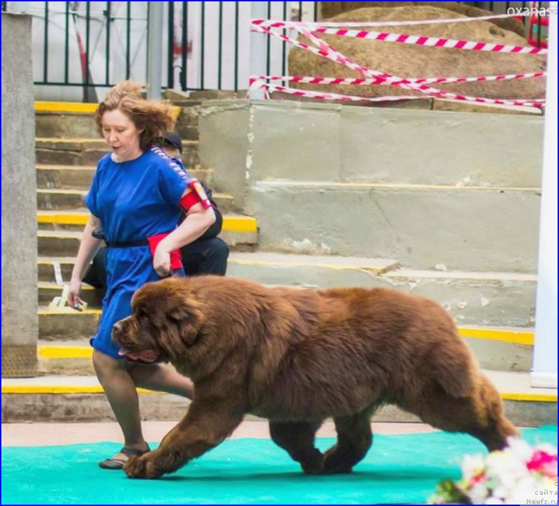 Фото: ньюфаундленд Браунблад МСК Велес Алистер (Brownblood MSK Veles Alister)