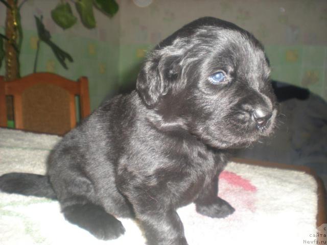 Фото: щенки от[d6717], ньюфаундленд Супер Бизон Армани (Super Bizon Armani)