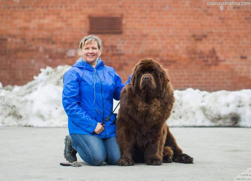 Фото: ньюфаундленд Браунблад МСК Велес Алистер (Brownblood MSK Veles Alister), Лена Зырина