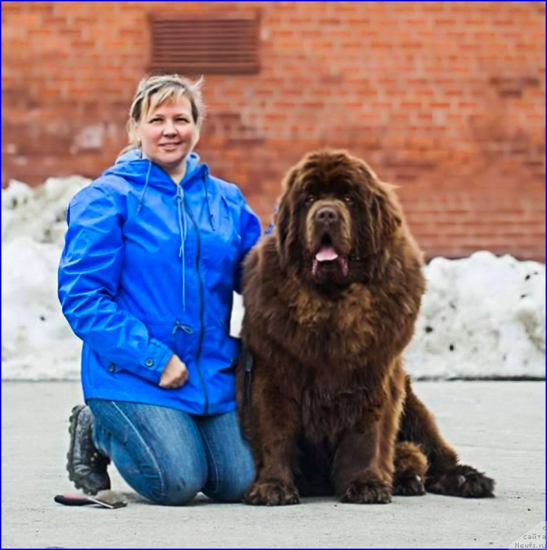 Фото: ньюфаундленд Браунблад МСК Велес Алистер (Brownblood MSK Veles Alister), Лена Зырина