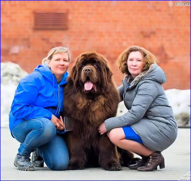 Фото: ньюфаундленд Браунблад МСК Велес Алистер (Brownblood MSK Veles Alister), Лена Зырина, СВЕТА хендлер