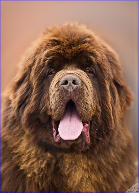 Фото: ньюфаундленд Браунблад МСК Велес Алистер (Brownblood MSK Veles Alister)