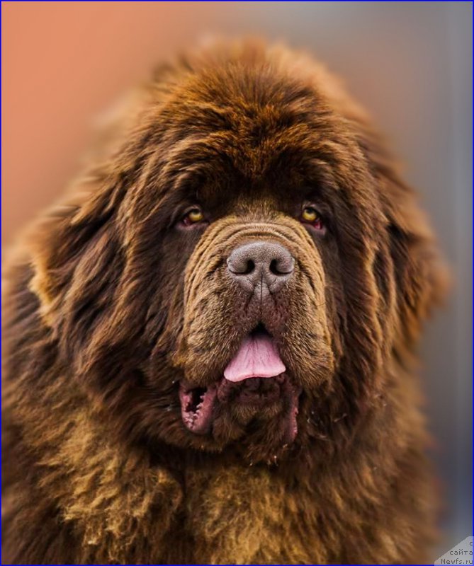 Фотография № 222794