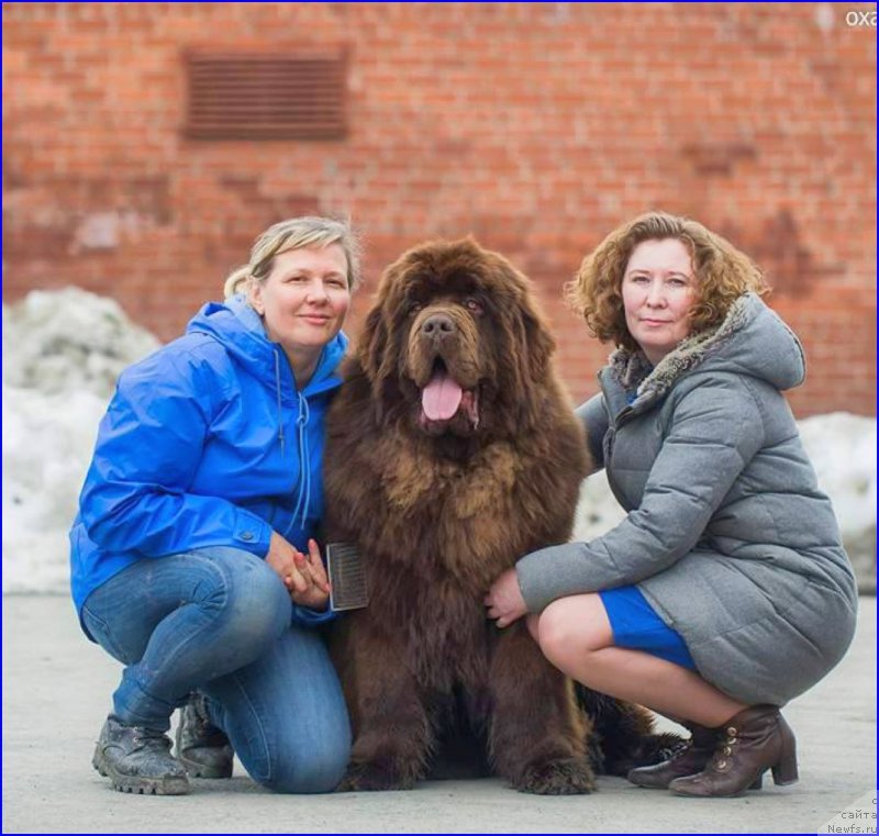 Фото: ньюфаундленд Браунблад МСК Велес Алистер (Brownblood MSK Veles Alister), Лена Зырина, Света-хендлер