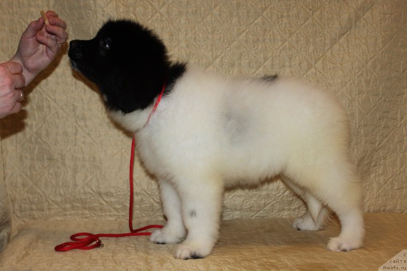 Фотография № 222798