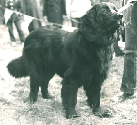 Фото: ньюфаундленд Ева Стельвольф