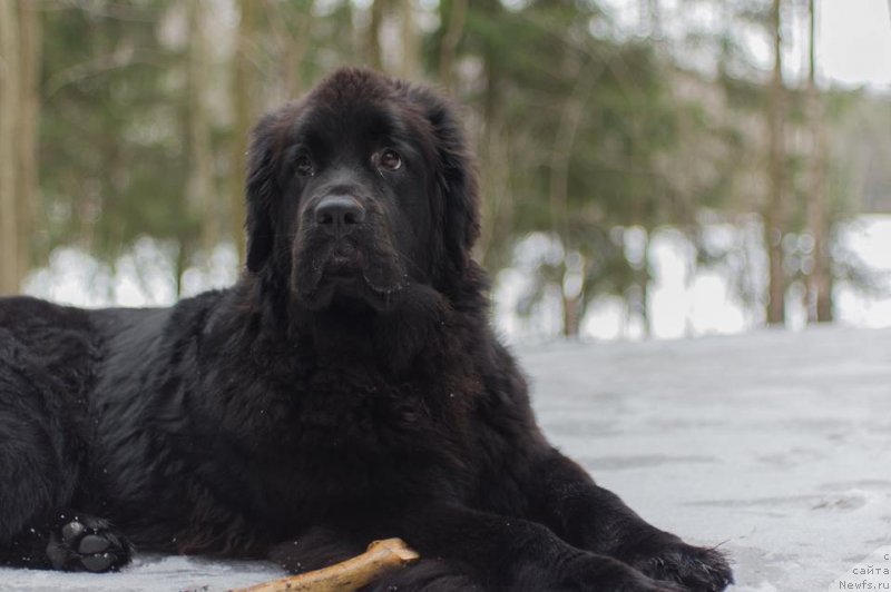 Фото: ньюфаундленд Черная Мафия Балл оф Фире (Chernaya Mafia Ball of Fire)